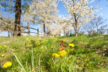 Schmetterling im Frühjahr