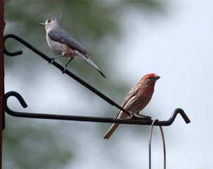 House Finch and Titmouse
