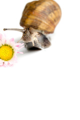 chiocciola simpatica