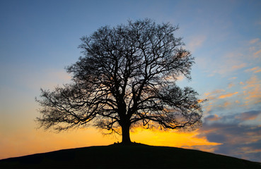 Fototapeta na wymiar Drzewo Dusk na szczycie wzgórza
