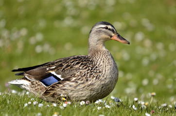 Closeup female duck mallard (Anas platyrhynchos) on grass