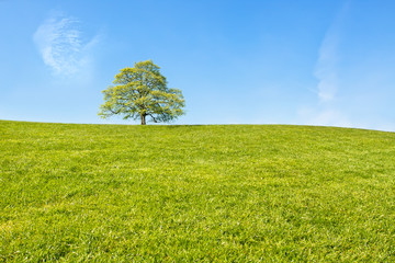 Tree at the top of the green hill