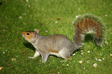 Naklejka na ściany i meble ciekawy wiewiórka na trawie w parku