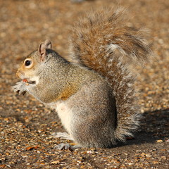 eating squirrel on pavement in park