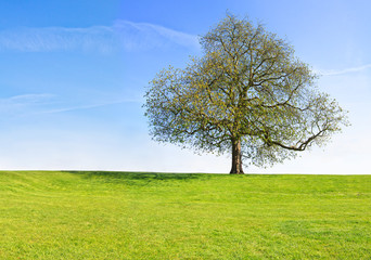 Fototapeta na wymiar Tree at the top of the green hill