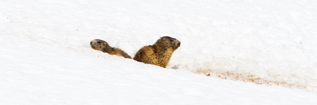 Marmottes