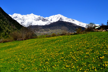 fiori gialli con montagne innevate
