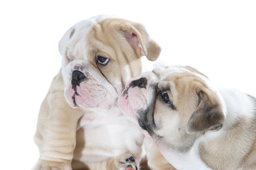 Cute english bulldog puppies isolated