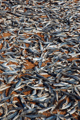 Marché aux poissons de Negombo