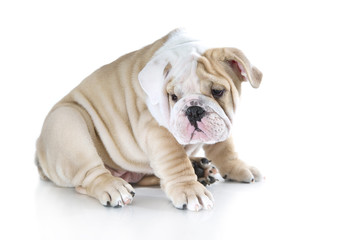 Cute english bulldog puppies isolated