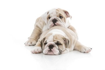 Cute english bulldog puppies isolated