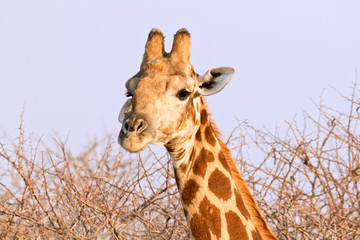 Giraffe (giraffa camelopardalis)