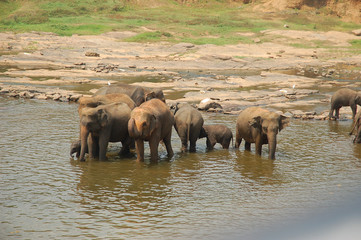 Orphelinat des éléphants de Pinnewela