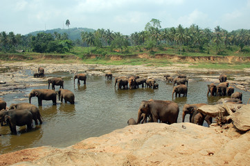 Fototapeta na wymiar Elephant Orphanage w Pinnewela