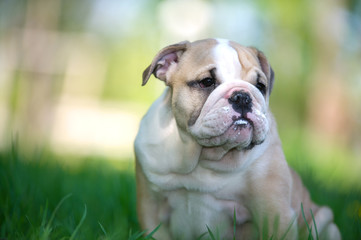 Fototapeta premium Cute english bulldog puppy outdoors