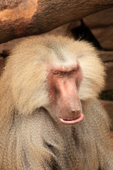 angry looking baboon