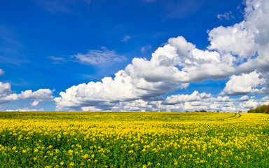 Obraz premium Panorama of yellow rape field