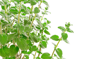 Fresh green Za'atar (za‘tar, zaatar, za'tar, zatar, zatr,)