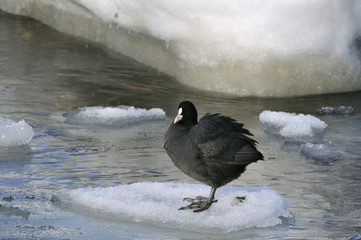 Coot (Fulica atra) jumping on ice-flows
