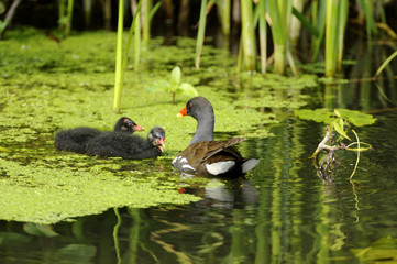 Moorhen (Gallinula chloropus) with nestlings