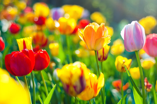 Beautiful Spring Flowers, colorful tulips in a green medow - Powered by Adobe