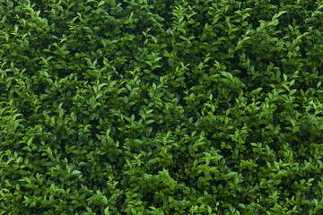 A close up of a hedge and its leaves