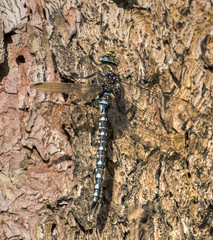 Torf-Mosaikjungfer 1