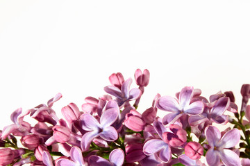 Lilac background