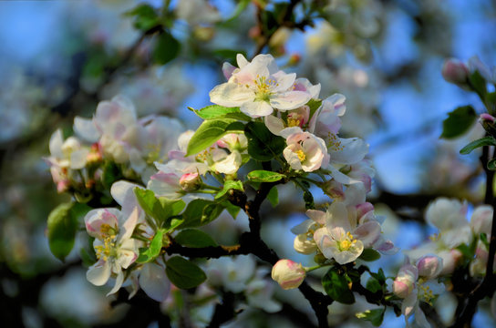 Apfelblüte