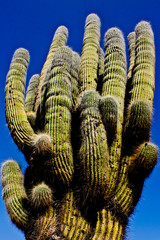 Cactus gigante