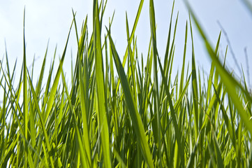 Grass