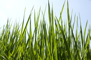 Fototapeta premium Grass