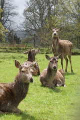 Fallow Deer - Dama dama