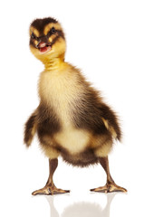 Fototapeta premium Domestic duckling