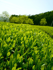 茶畑