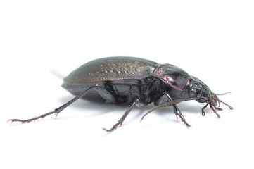 Ground beetle on white background