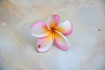 Obraz na płótnie Canvas tropical flowers frangipani (plumeria)