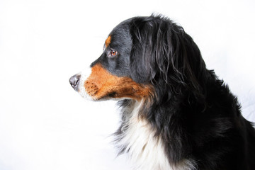 Berner Sennenhund