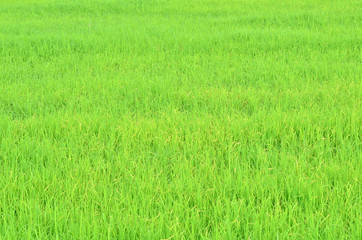 green rice field