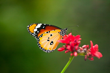 Monarch Butterfly