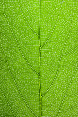 Leaf Texture