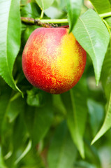 Ripe peaches