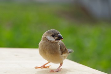 文鳥の雛　-padda oryzivora-