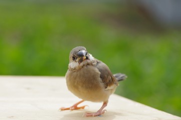 ブンチョウの雛　-padda oryzivora-