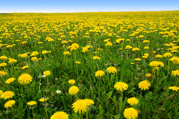 Wiese mit Löwenzahn