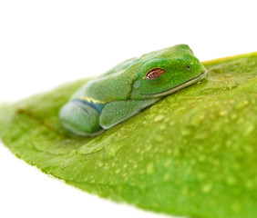 Agalychnis callidryas