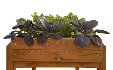 Huerto de madera para cultivo de vegetales en casa.