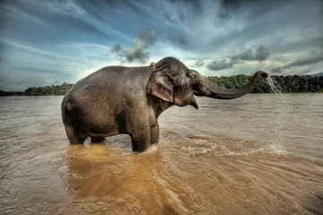Fotobehang olifantenbad in Kerala, Zuid-India © Ramzi