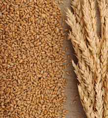 Wheat on sacking background