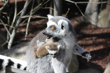 Family of ring tailed Lemur and baby in Stockholm, Skansen